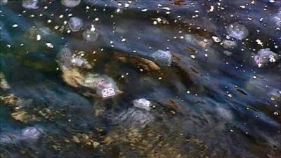 Jellyfish in sea water