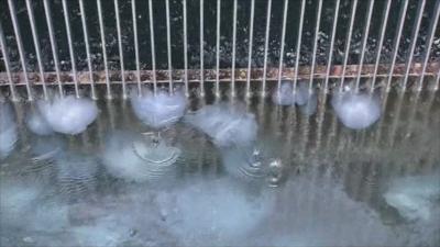 Jellyfish in power plant in Israel