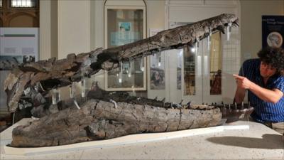 Pliosaur fossil