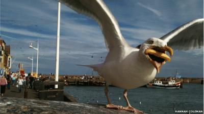 Seagull stealing chip