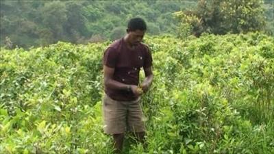 Ethiopian farmer