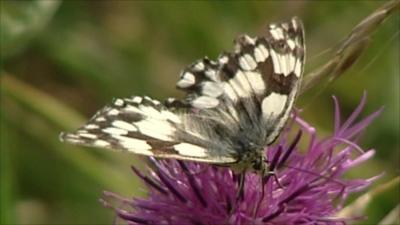 Butterfly on a flower