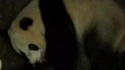 Panda filmed holding newborn cub