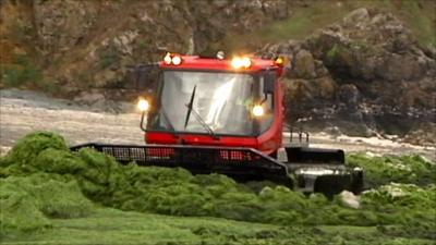 Algae being cleared from beach in Brittany