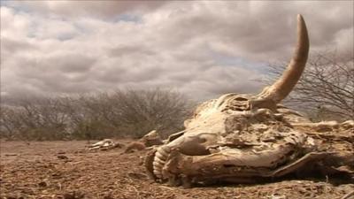 Skull of a cow in Somalia