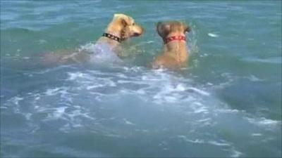 Dogs in the water