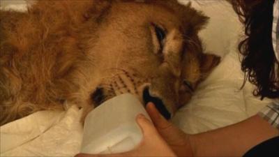 Ariel, the sick lion