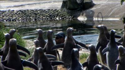 Rob Thomas swimming in the pool, watched by penguins