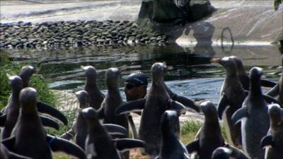 Rob Thomas swimming in the pool, watched by penguins