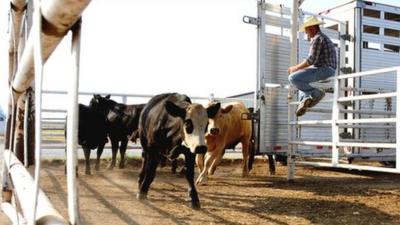 Cattle farming