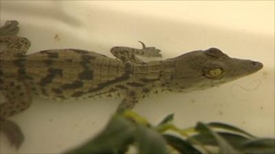 Baby crocodile