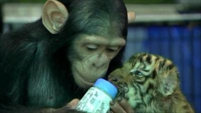 Dodo the chimpanzee with a tiger cub