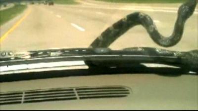 Snake on car bonnet: picture courtesy YouTube.com/Rachel and Tony Fisher