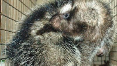 African crested rat (Margaret Kinnaird)