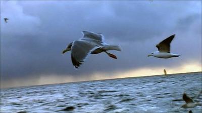 Sea birds flying over the North Sea