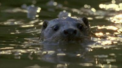 Otter