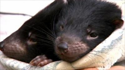 Baby Tasmanian devil