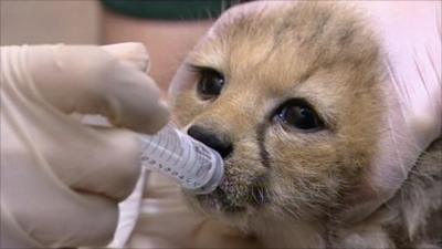 Baby cheetah