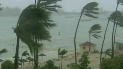 Palm trees struggle against hurricane Irene