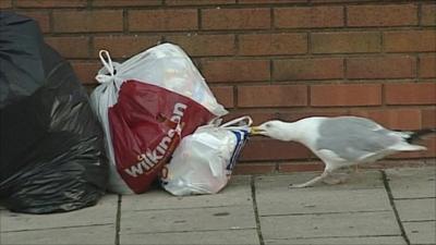 Seagull attacks rubbish bag