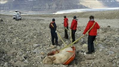 Expedition leaders with the dead polar bear