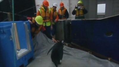 'Happy Feet' being helped back into the water