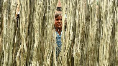 Girl hanging up jute fibres to dry