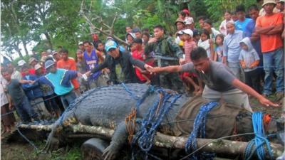 People measuring the saltwater crocodile