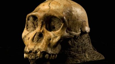 Australopithecus sediba skull (B Eloff/ University of Witwatersrand)