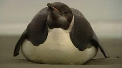 Happy Feet, Emperor Penguin