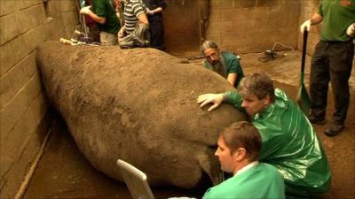 Rhino artificial insemination