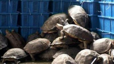 Sea turtles were among the animals seized