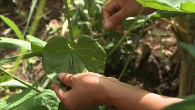 Growing indigenous plants