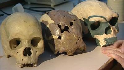 Modern (l), Stone Age (m), and ancient (r) African skulls