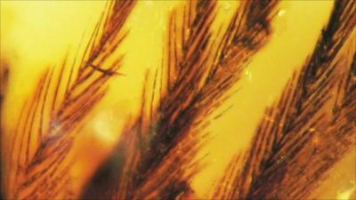 Feather in amber