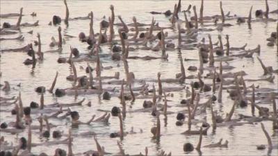 Nudes in the Dead Sea