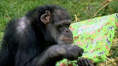 Ricky the chimp with a birthday present