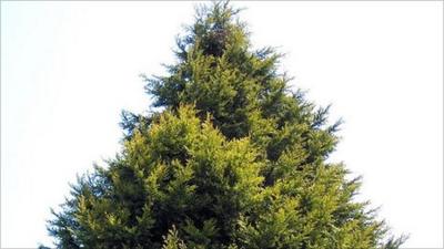 leylandii