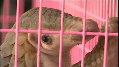 A pangolin