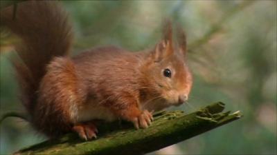 Red squirrel