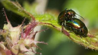 insects on leaf