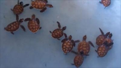 Newly born sea turtles in Indonesian national park