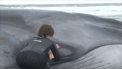 Rescuer with beached whale