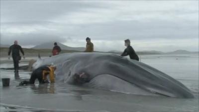 Whale discovered on beach near Gerinish on South Uist