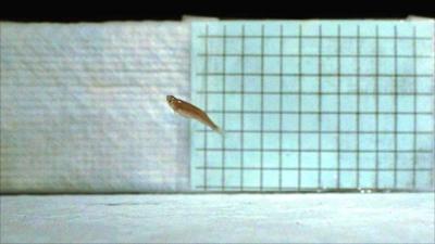 Leaping zebrafish (Image: Anne Gibb)