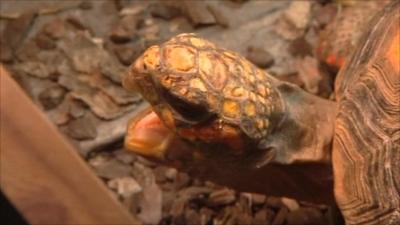 A yawning tortoise