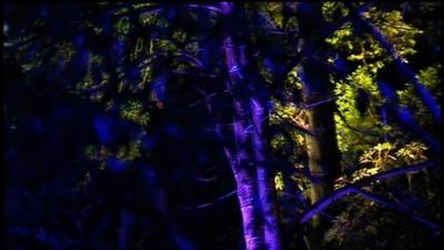 Trees lit up at the Enchanted Forest