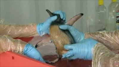 Workers clean a bird covered by oil