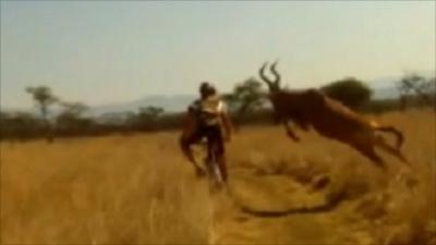 Animal leaps at cyclist