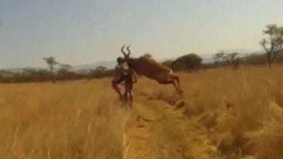 Antelope crashing in to cyclist